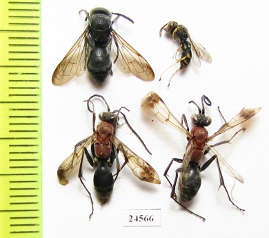 Hymenoptera sp.  Thailand - INSECTS-STORE.RU