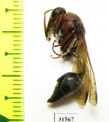 Hymenoptera sp.  Zanzibar isl. - INSECTS-STORE.RU