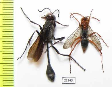 Hymenoptera sp.  Zambia - INSECTS-STORE.RU