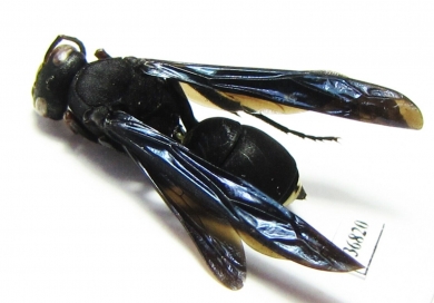 Hymenoptera sp.  Zambia - INSECTS-STORE.RU