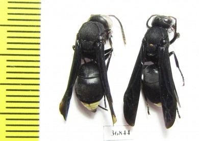 Hymenoptera sp.  Zambia - INSECTS-STORE.RU