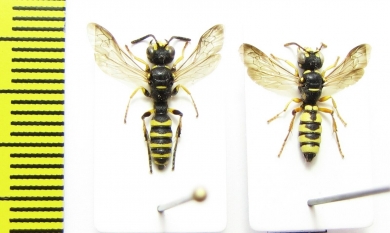 Hymenoptera sp.  Italy - INSECTS-STORE.RU