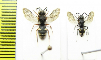 Hymenoptera sp.  Italy - INSECTS-STORE.RU