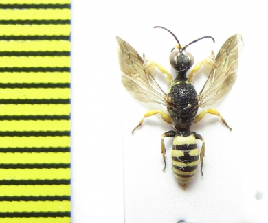 Hymenoptera sp.  Italy - INSECTS-STORE.RU