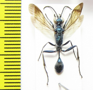 Hymenoptera sp.  Italy - INSECTS-STORE.RU