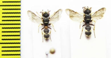 Hymenoptera sp.  Italy - INSECTS-STORE.RU