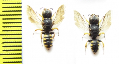 Hymenoptera sp.  Italy - INSECTS-STORE.RU