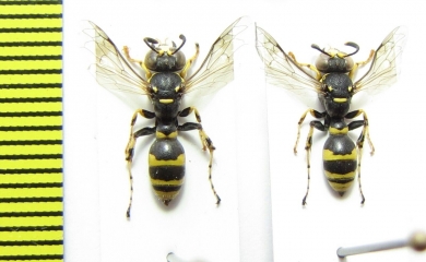 Hymenoptera sp.  Italy - INSECTS-STORE.RU