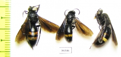 Hymenoptera sp.  Kazakhstan - INSECTS-STORE.RU