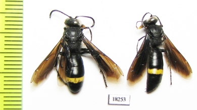 Hymenoptera sp.  Kazakhstan - INSECTS-STORE.RU