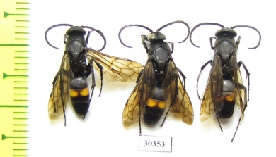 Hymenoptera sp.  Kazakhstan - INSECTS-STORE.RU