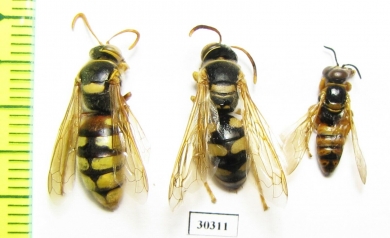 Hymenoptera sp.  Kazakhstan - INSECTS-STORE.RU