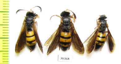 Hymenoptera sp.  Kazakhstan - INSECTS-STORE.RU