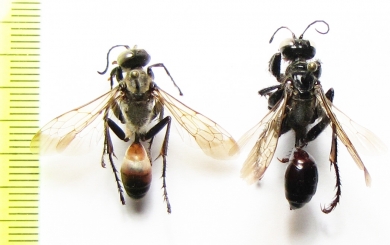 Hymenoptera sp.  Kazakhstan - INSECTS-STORE.RU