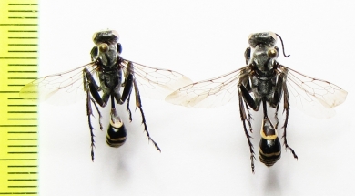 Hymenoptera sp.  Kazakhstan - INSECTS-STORE.RU