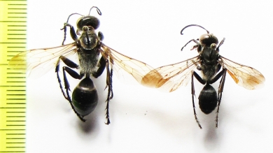 Hymenoptera sp.  Kazakhstan - INSECTS-STORE.RU