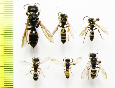 Hymenoptera sp.  Kirgizstan - INSECTS-STORE.RU