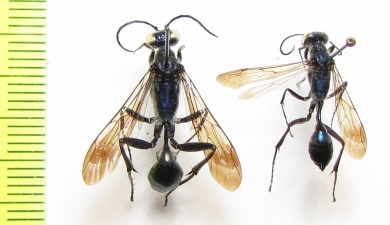 Hymenoptera sp.  Kirgizstan - INSECTS-STORE.RU