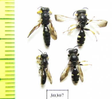 Hymenoptera sp., pair  Russia, Tver reg. - INSECTS-STORE.RU