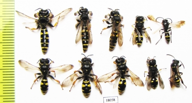 Hymenoptera sp., pair  Russia, Tver reg. - INSECTS-STORE.RU