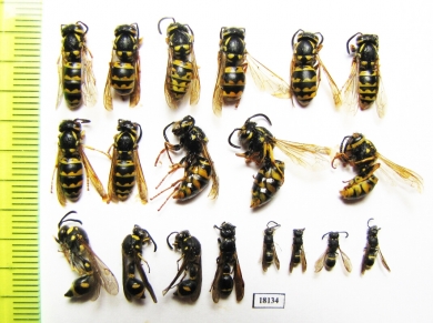 Hymenoptera sp.  Russia, Tver reg. - INSECTS-STORE.RU