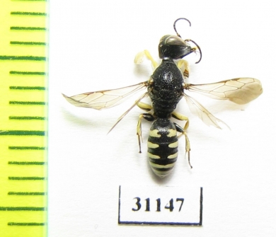 Hymenoptera sp.  Russia, Tver reg. - INSECTS-STORE.RU