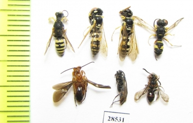 Hymenoptera sp.  Russia, Crimea reg. - INSECTS-STORE.RU