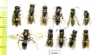 Hymenoptera sp.  Russia, Crimea reg. - INSECTS-STORE.RU