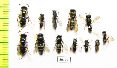 Hymenoptera sp.  Russia, Crimea reg. - INSECTS-STORE.RU