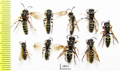 Hymenoptera sp.  Russia, Tver reg. - INSECTS-STORE.RU