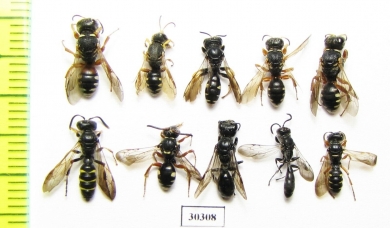 Hymenoptera sp.  Russia, Tver reg. - INSECTS-STORE.RU