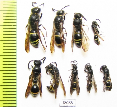 Hymenoptera sp.  Russia, Tver reg. - INSECTS-STORE.RU