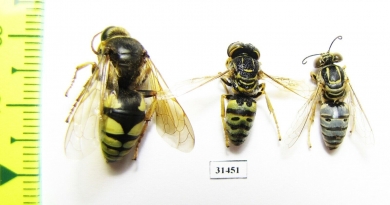 Hymenoptera sp.  Russia, Astrakhan reg. - INSECTS-STORE.RU