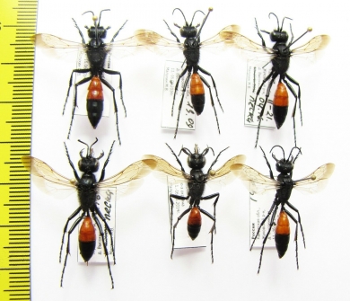 Hymenoptera sp.  Russia, Tver reg. - INSECTS-STORE.RU