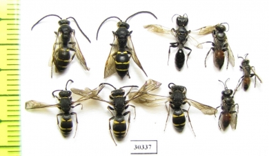 Hymenoptera sp.  Russia, Tver reg. - INSECTS-STORE.RU