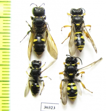 Hymenoptera sp.  Russia, Tver reg. - INSECTS-STORE.RU