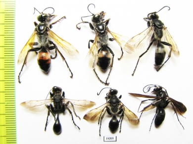 Hymenoptera sp.  Russia, Astrakhan reg. - INSECTS-STORE.RU