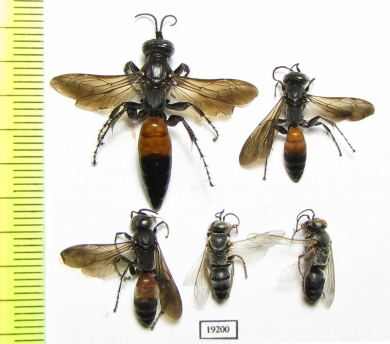 Hymenoptera sp.  Russia, Astrakhan reg. - INSECTS-STORE.RU