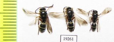 Hymenoptera sp.  Russia, Astrakhan reg. - INSECTS-STORE.RU