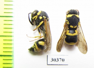 Hymenoptera sp.  Russia, Astrakhan reg. - INSECTS-STORE.RU