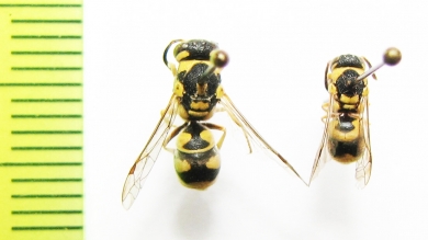 Hymenoptera sp.  Turkmenistan - INSECTS-STORE.RU