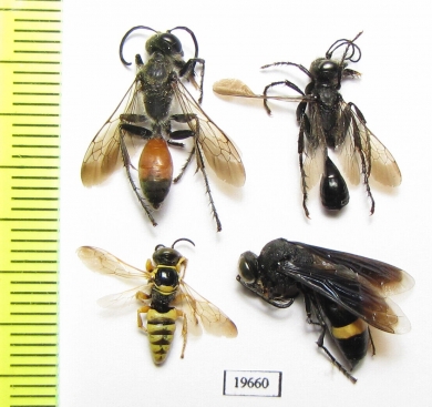 Hymenoptera sp.  Uzbekistan - INSECTS-STORE.RU