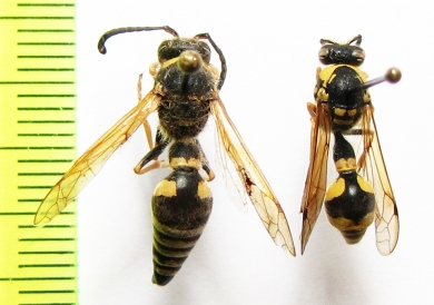 Hymenoptera sp.  Uzbekistan - INSECTS-STORE.RU