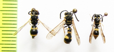 Hymenoptera sp.  Uzbekistan - INSECTS-STORE.RU