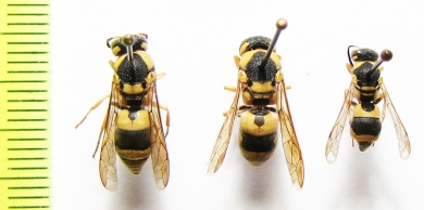 Hymenoptera sp.  Uzbekistan - INSECTS-STORE.RU