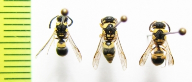 Hymenoptera sp.  Uzbekistan - INSECTS-STORE.RU