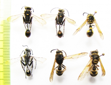 Hymenoptera sp.  Uzbekistan/Kazakhstan - INSECTS-STORE.RU