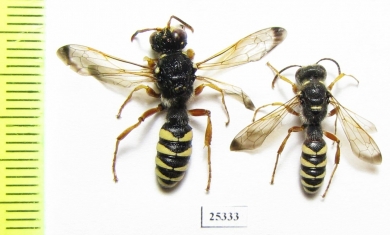 Cerceris maculata  Russia, Astrakhan reg. - INSECTS-STORE.RU