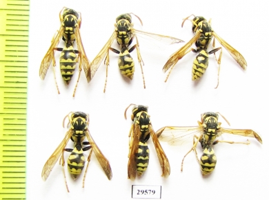 Hymenoptera sp.  Tajikistan - INSECTS-STORE.RU