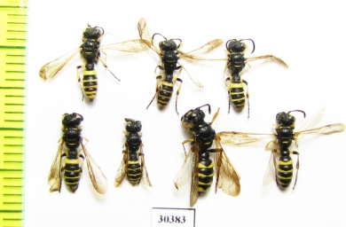 Hymenoptera sp.  Tajikistan - INSECTS-STORE.RU